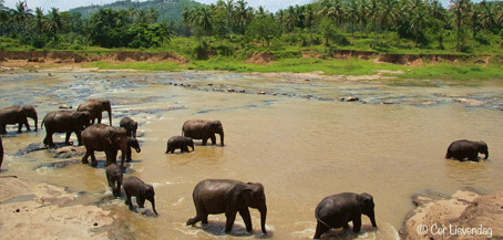 Image credit: Cor Lievendag - Sri Lanka